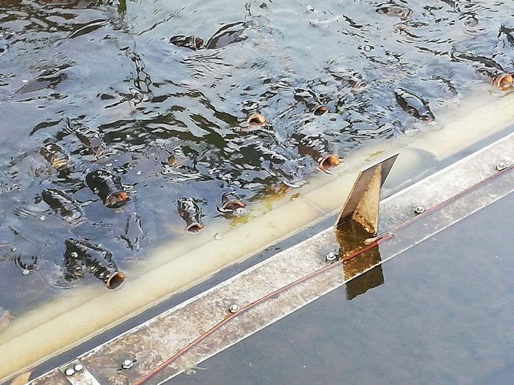 上野・アメ横_26