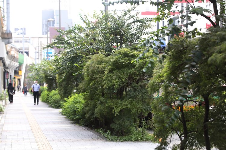 秋葉原駅近くの高架沿いは、和風の植栽がいい感じ。