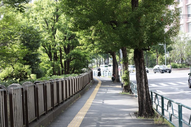 お茶の水橋北側から水道橋方面へ。線路端の自然もチラ見。