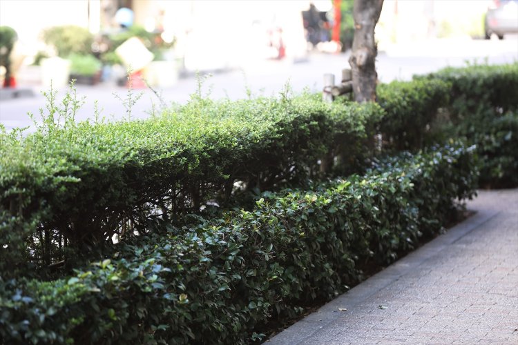二段になった珍植え升。ベンチに見える。