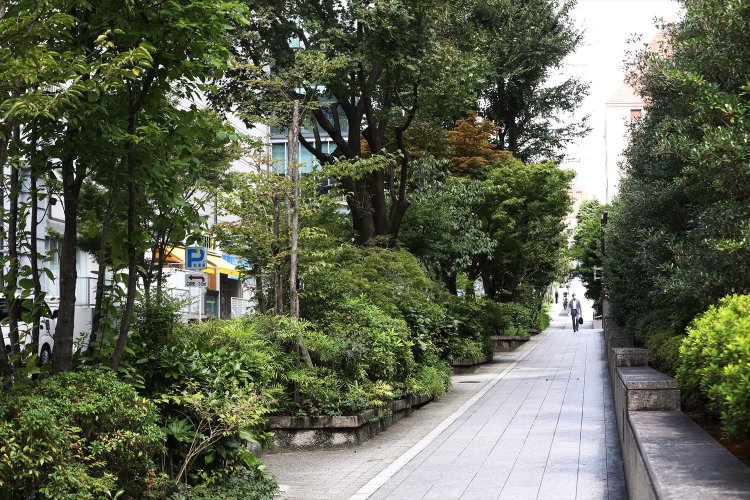 エゴノキを筆頭に生物多様性を考えた植栽のお茶の水仲通り。