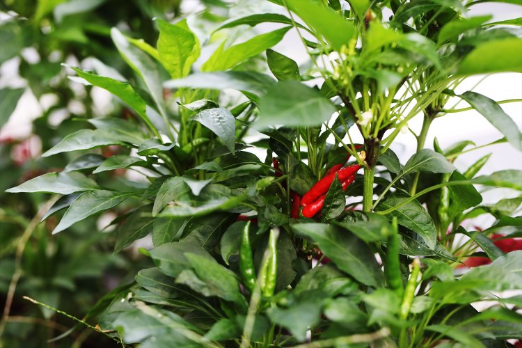 焼き鳥店前では唐辛子を栽培中。