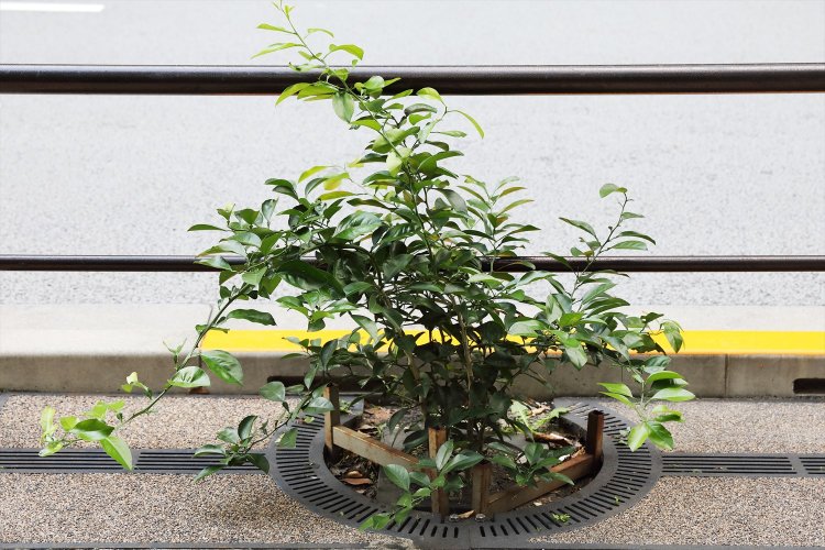 「甘夏柑」との名札あり。前の商店で尋ねると、「種を埋めたら芽が出て自然に育ってます」。