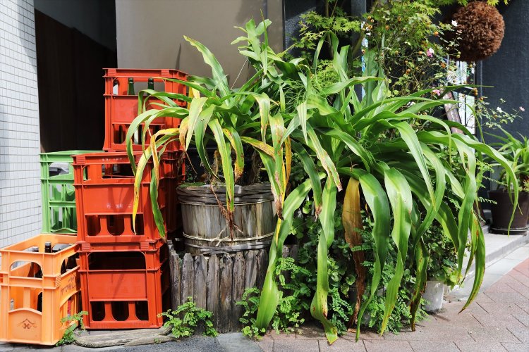 酒屋の前では升ならぬ罇になみなみと～。