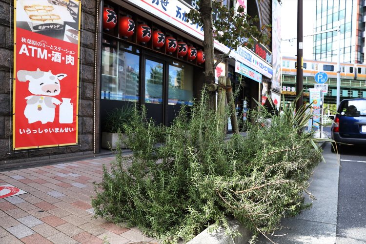 ローズマリーと肉店。とても納得！