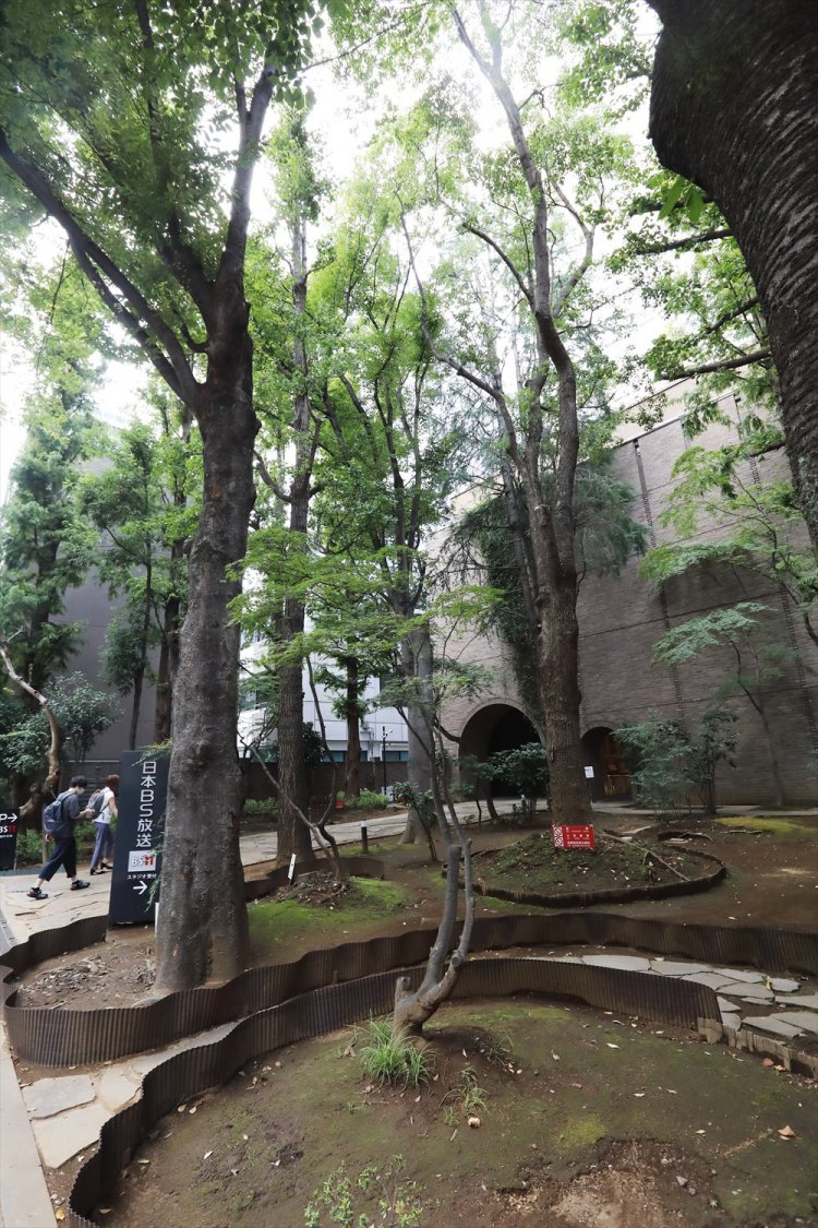 スリムなケヤキが集まり、雑木林を思わせる。仕切りのトタンも味がある。