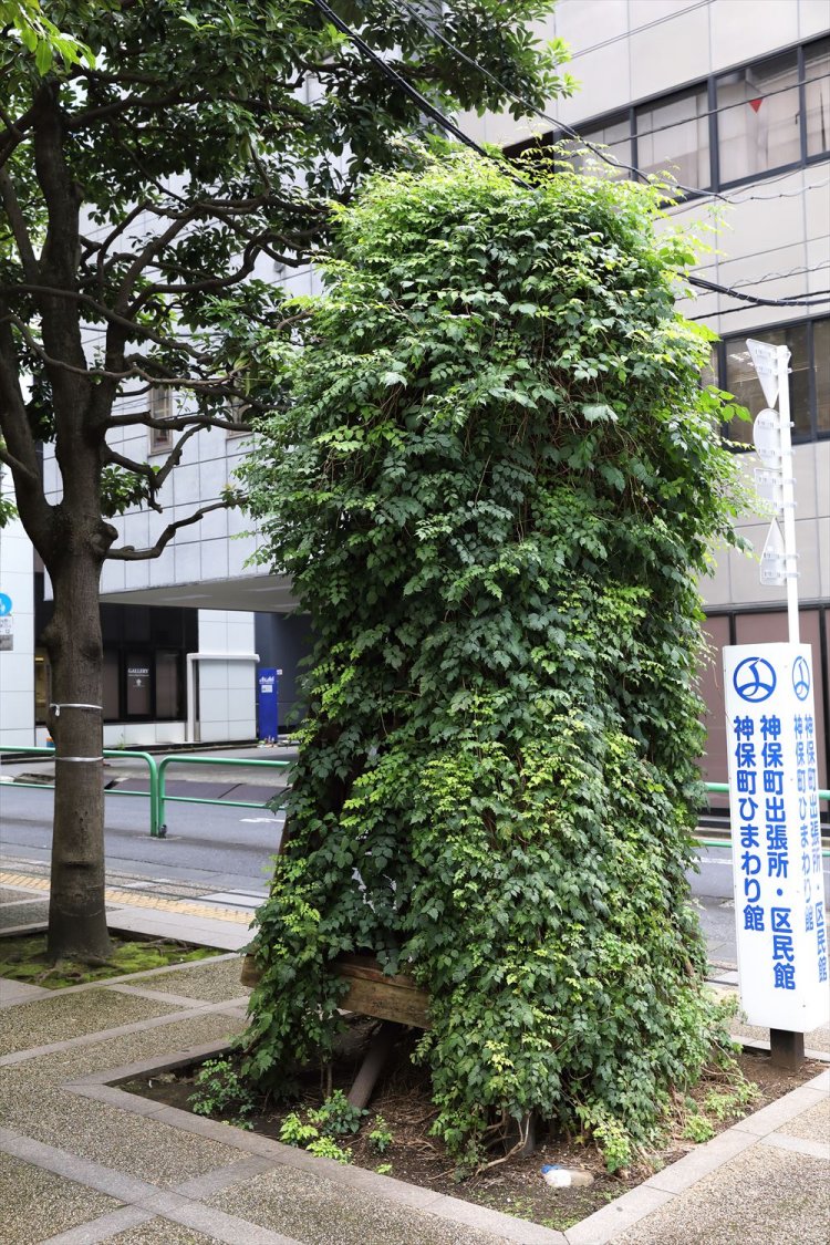 ツタ系植物が作るオバケツリー。目鼻口を付けたい。