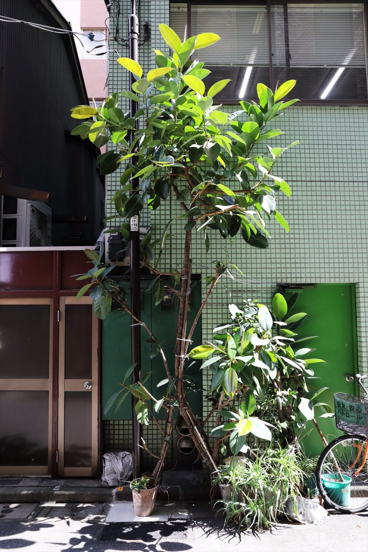 老舗カレー店の壁に沿って育つゴムの木。