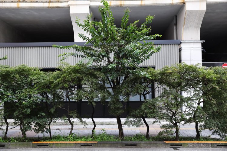 秋葉原駅近くの躍るイロハモミジ。今頃、赤い衣装かな？