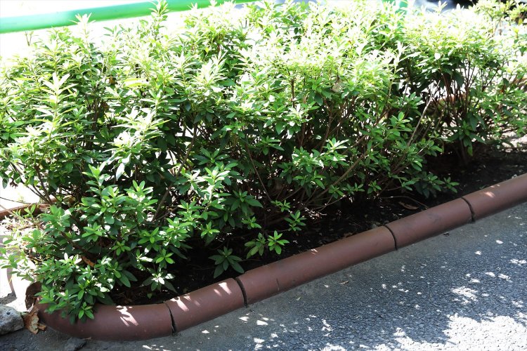 丸みがあるレンガで囲まれた花壇風植え升。ハトが羽休めにやってくる。