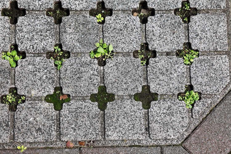 コンクリ隙間の土に、コケ。雨の日がきれい。