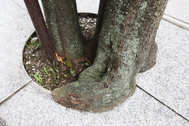 小さな土俵で成長続けてはみ出て升。植え升が小さ過ぎます！ すずらん通りにて。