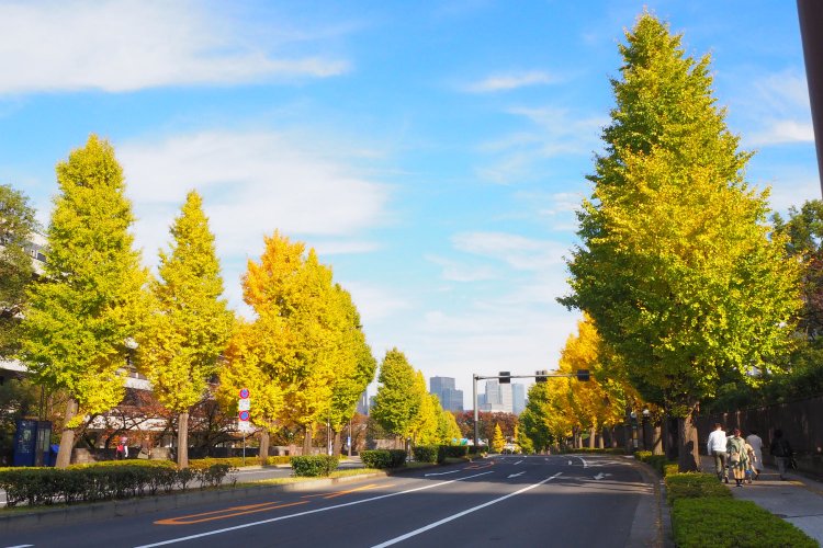 両脇のイチョウもまたいとをかし。