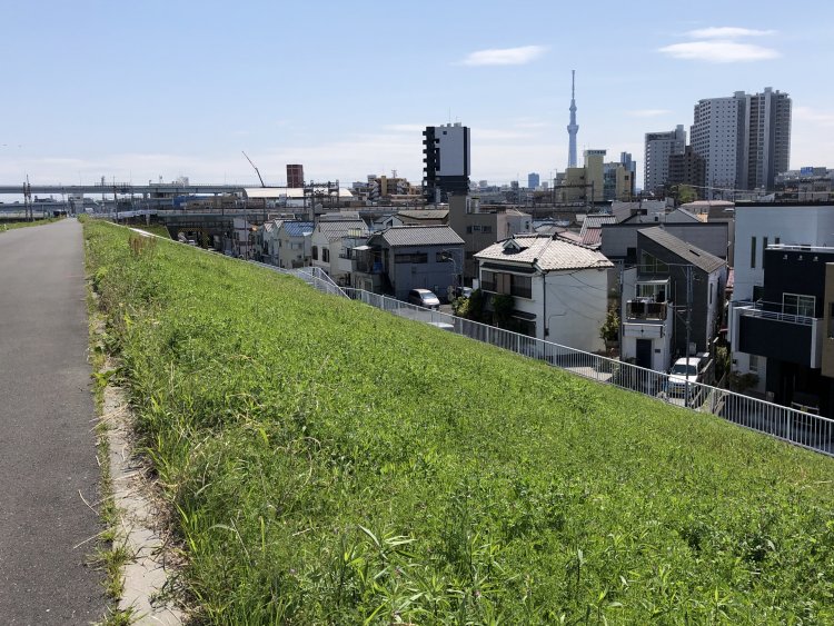 ドラマのオープニングで有名な荒川土手。生徒たちが歩いたジャリ道も、いまはすっかりアスファルト舗装。