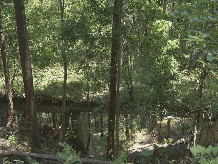 森の中にある橋梁は美しい……。