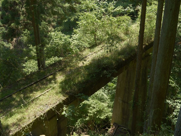 草どころか若木までもが育つ橋梁。神々しくなってきた。