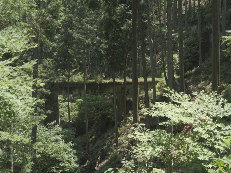 近づきたくても近づけない存在がいい。このままそっとしておきたい。