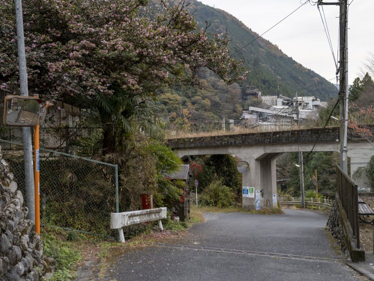 日原川橋梁脇の集落に咲く寒椿と鉄筋コンクリート(RC)桁。小河内線が現役だったら絵になった場所だ。