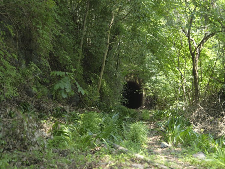 柵からちょっと覗く。線路は草に埋れつつあるがトンネルはしっかりと口を開けている。