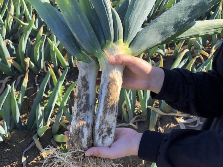 下仁田ねぎ（写真提供：下仁田町商工観光課）。