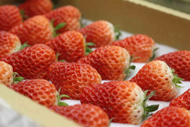 静岡産の夏いちご。