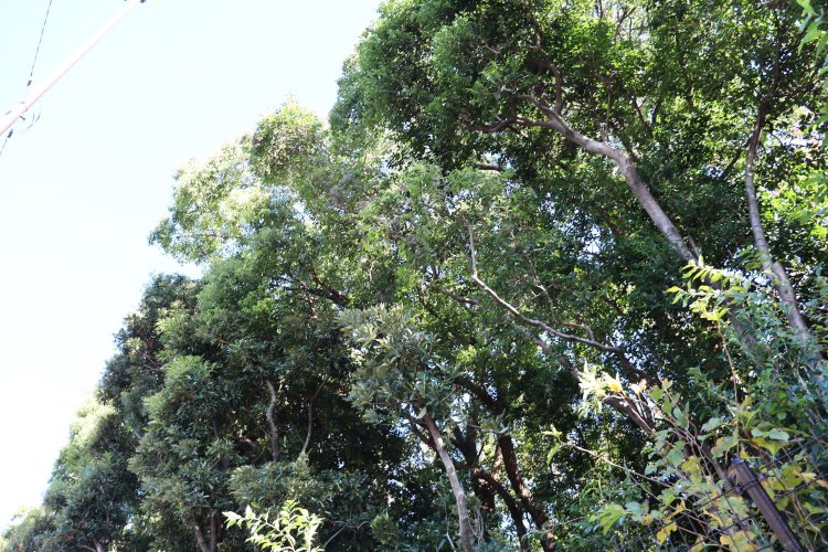 野鳥の鳴き声が響く森。