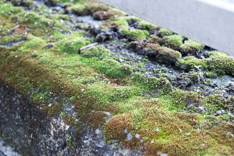 野鳥公園付近にて。歩道の柵の下に苔庭ができつつあった。