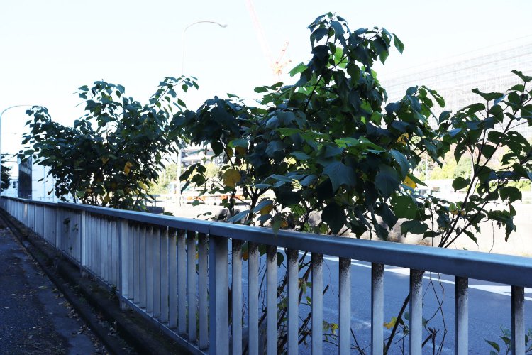 舗装の隙間から成長するアカメガシワ。