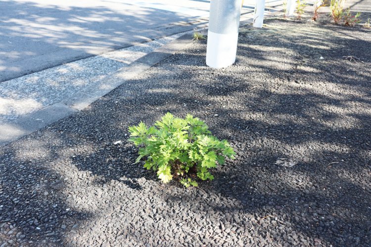 道の真ん中で堂々とはみ出すヨモギ。