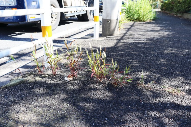 ひび割れに沿って列をなすエノコログサ。