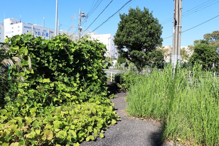 歩道を両脇から覆い隠していく、クズやイネ科の植物。かろうじて残る歩道はまるで獣道。