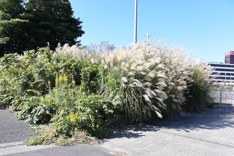 ススキやセイタカアワダチソウの群落。