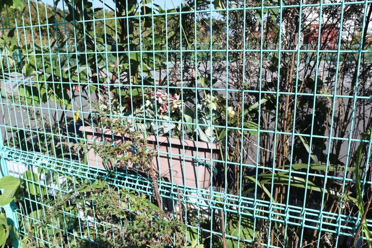 人工の路上園芸。