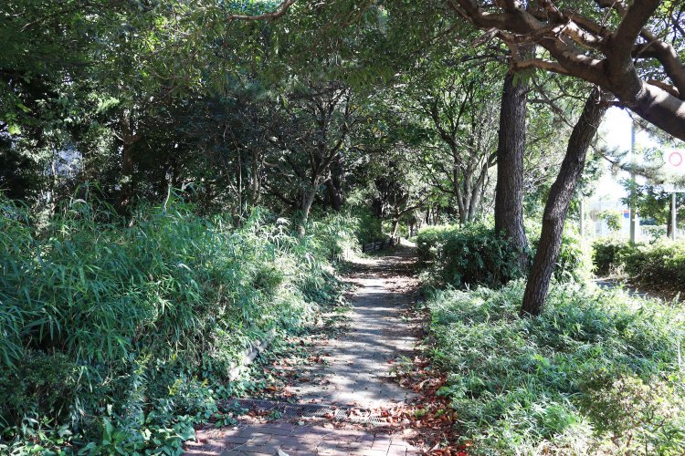 「緑道」の名にふさわしい、緑豊かすぎる小道。