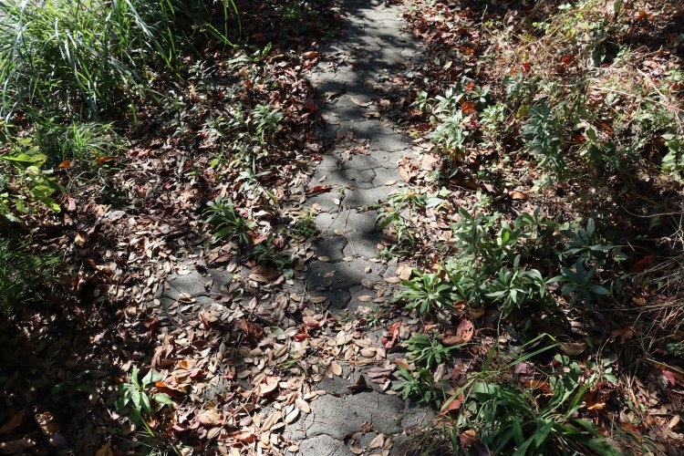 足元には落ち葉が重なる。