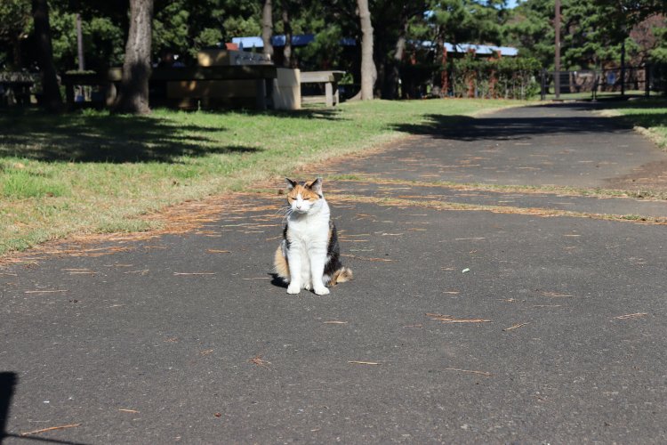 キャンプ場の猫。