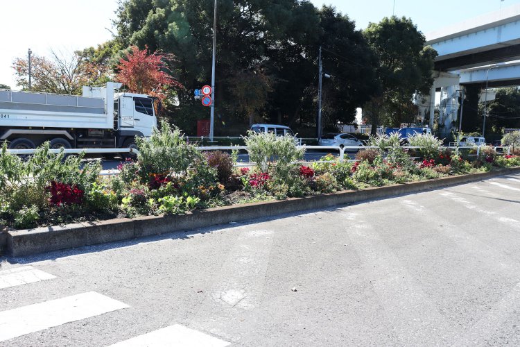 中央分離帯の植え込みに色とりどりの花。
