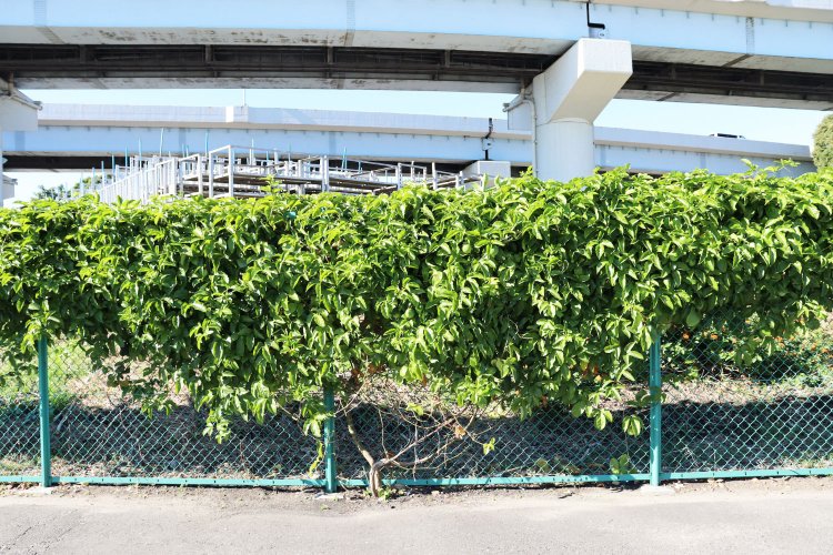 フェンスに絡みつくように左右に伸びるのは、パッションフルーツか。