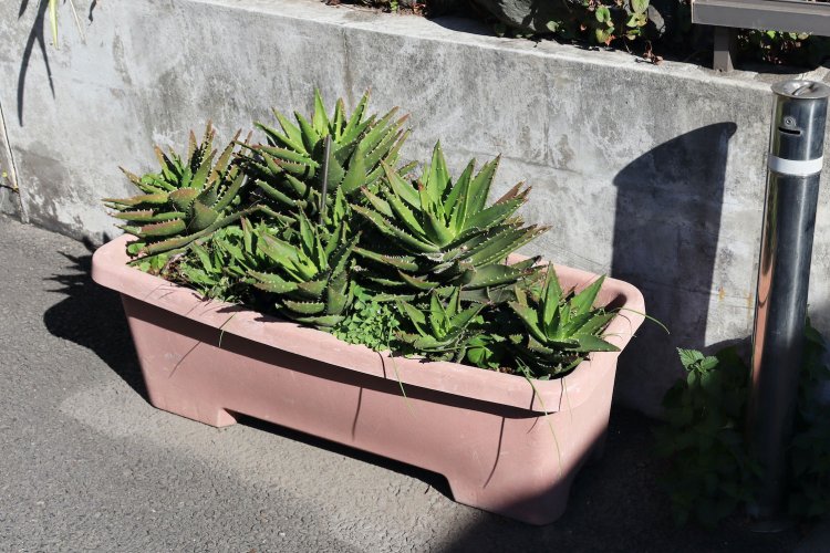 アロエ不夜城の鉢植え。アロエを見つけるとなぜか「ただいま」という気持ちに。