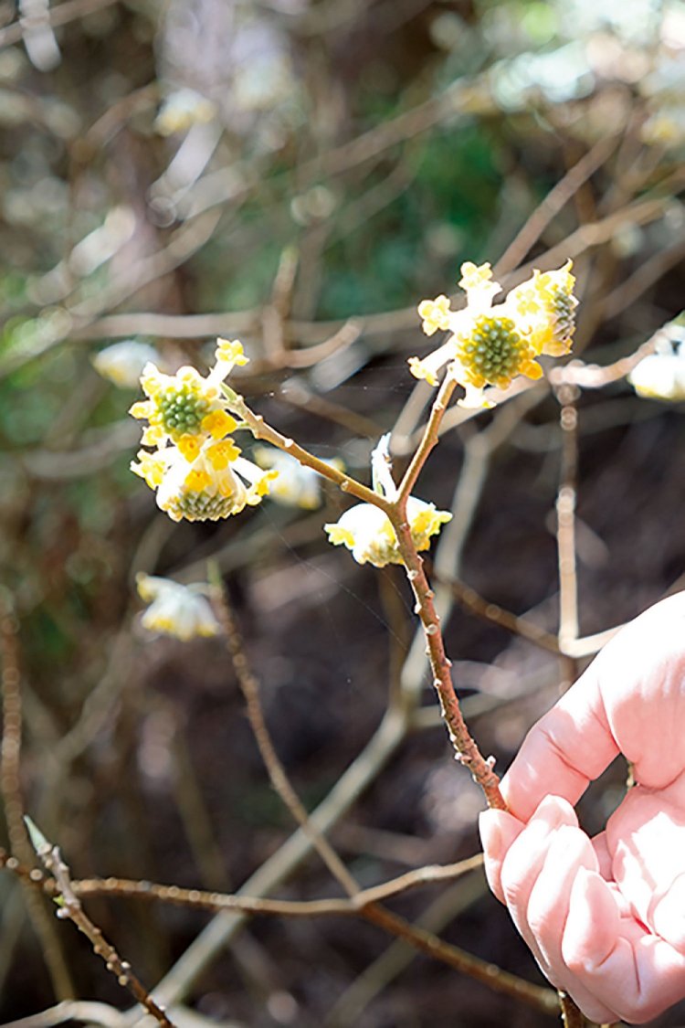 はなじょろ道の脇にミツマタの花。満開時期にはまだ少し早い。