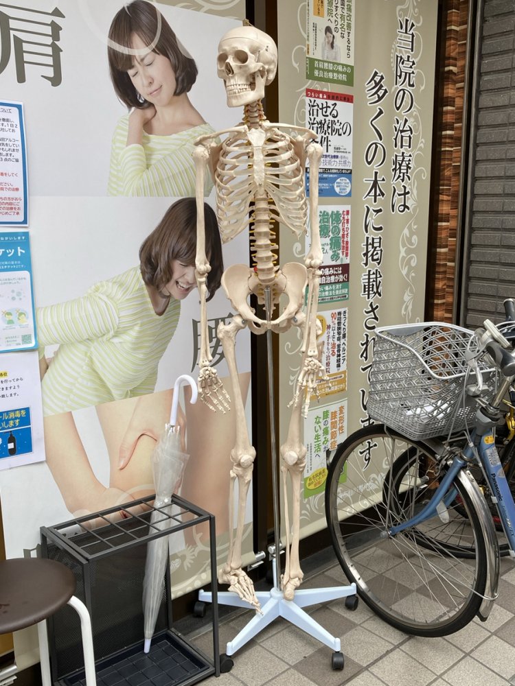 仙川のガイコツ。一見姿勢が良さそうに見えるが、左足首があらぬ方向に曲がっている。