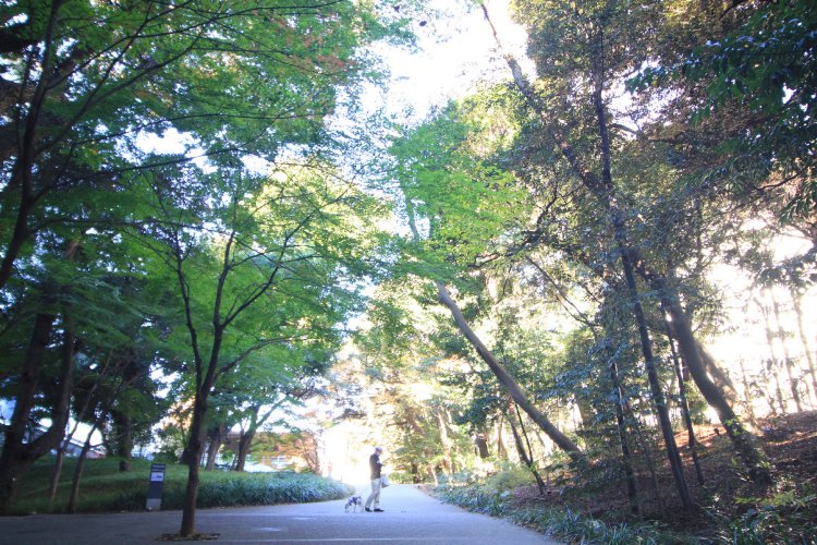 100mほどの遊歩道があり、散策する人も多い「フォレストインフォレスト」。