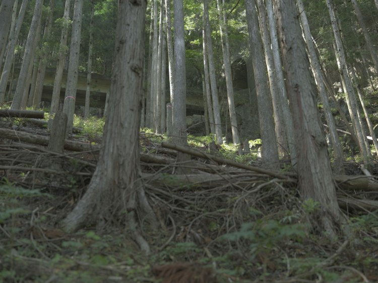 白髭神社脇のむかし道を歩いているとチラ見できる白髭トンネルと橋詰橋梁。