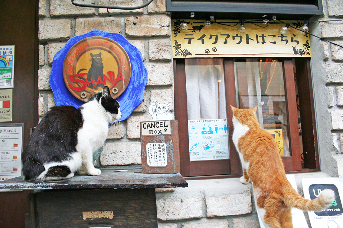 たまにお店を覗きに来るシャナイアの看板猫も人気。