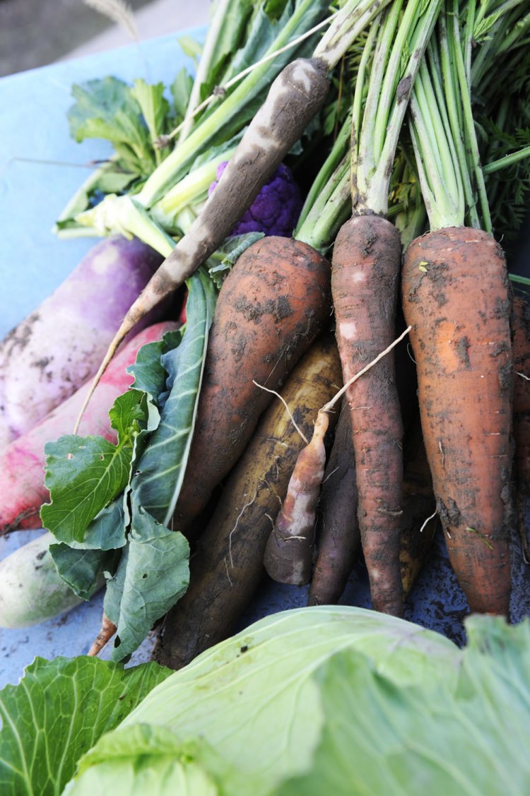 イエローやオレンジニンジン、赤大根など、露地野菜は年間200種！　30年以上、無農薬栽培する。