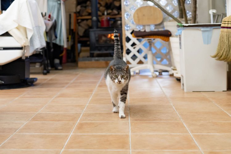 理容あいりがっと