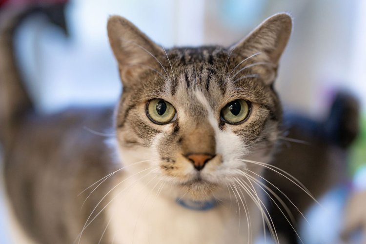 理容あいりがっと