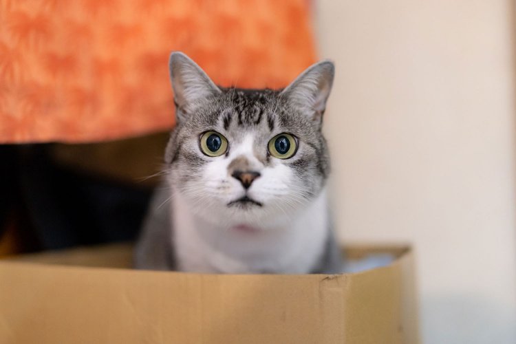 理容あいりがっと