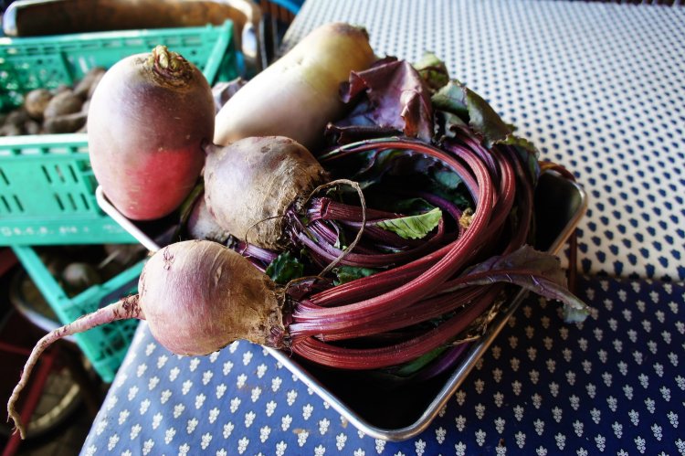 丸々と太った冬大根とカブたち。早朝の畑で収穫したものだ。