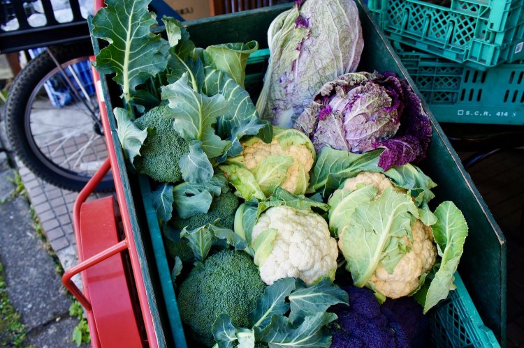 リヤカーにたっぷり詰まる冬野菜たち。珍しい品種や色合いのものも多いそうだ。